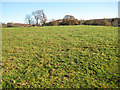 Sheep pasture, Bromesberrow Heath