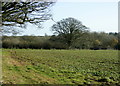 2008 : Field of broad bean seedlings