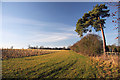 New plantation near Kirtling