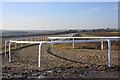 Gallops near Brinkley