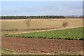 TL6053 : Mixed farming near Weston Colville by Bob Jones