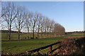 Line of trees, Moorley Stud