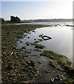 Shoreline at Rutland Water