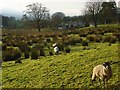 Pasture, Alston