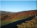 Bracken, wall and sky