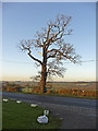 Oak tree, Ferny Hill, Hadley Wood, Hertfordshire