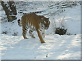 Amur Tiger at Highland Wildlife Park