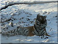 Amur Tiger at Highland Wildlife Park