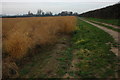 Asparagus field, Fladbury