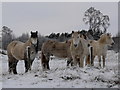 Ponies near Baldow