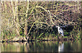 TL8070 : Heron at Lackford Lakes by Bob Jones