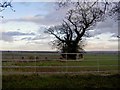 Tree and fence on Hatton Bank