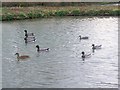 Mallard, Sherrington Pond