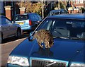 Cat, Marlborough Road, Exeter