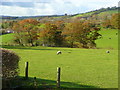 West Wales pasture land 2