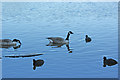 Canada Geese and Coot on Carr Mill Dam