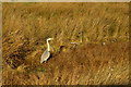 Heron at Loch of Kinnordy  (RSPB)