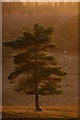 SU2609 : Scots pine on the heath, Acres Down, New Forest by Jim Champion