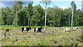 Cattle grazing on the Serpent Trail