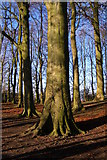 SU4827 : Beech plantation on the summit of St Catherine's Hill by Jim Champion