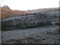 SX9396 : Frosty field by Rob Purvis