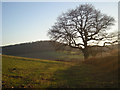 Field & tree near Ireland Cottage