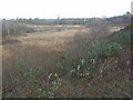 Tussock Bog, Turbary Common