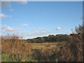 Bogland east of the Soar road