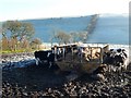 Cattle Feeding near Kingston Russell