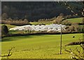 Polytunnels, Caddaford