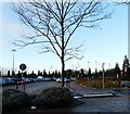 Leafless at the Trafford Centre