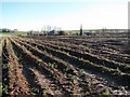 Ploughed field by South Farm