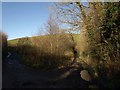 Bridleway, Lower Combe