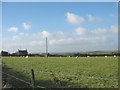 Sheep pastures near Meidref