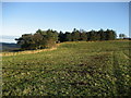 Copse above Cinder Hills