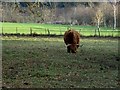 Highland cow, the Hirsel Country Park