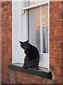 Cat, Victoria Road, Exeter