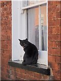 SX9293 : Cat, Victoria Road, Exeter by Derek Harper