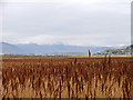 SH5626 : A view across the reeds towards Bar Newydd, Llandanwg and Snowdonia by John Lucas