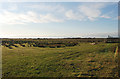 Grazing land west of Ty Mawr