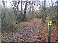 Footpath Junction in Gorham and Admiral Community Wood