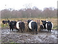 NY8161 : Belted Galloways feeding near Langley by Mike Quinn