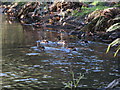 Mallard on the River Ravensbourne