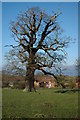 Oak tree at Cudleigh Court Farm