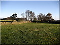 Group of Trees at Swarcliffe Top