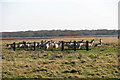Sheep grazing marsh pasture