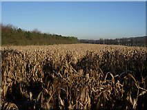 TL5855 : Maize cover crop by Hugh Venables