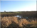 A reedy lake below the Sewage Works