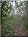 Barton Common, woodland