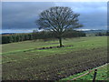 Tree in winter cereal near Roddam Rig